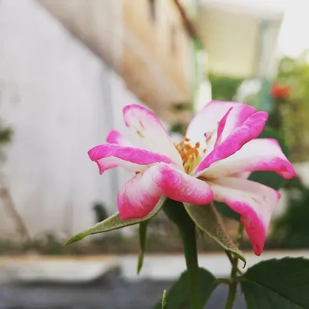 度假居 Traditional House Katouna